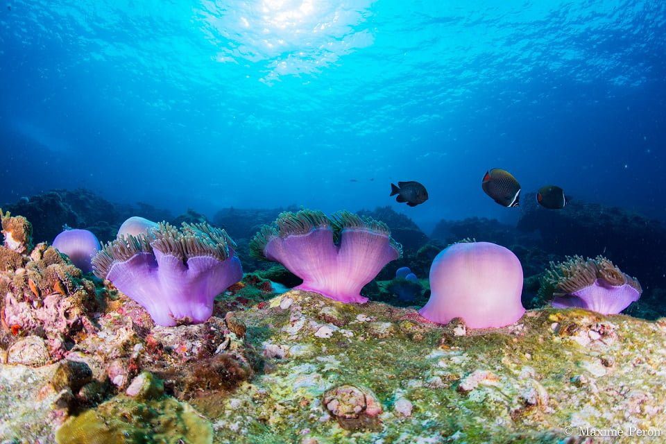 scuba diving with adang