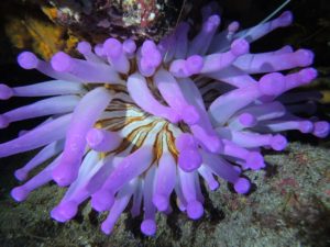 Giant Anemone El Cabron
