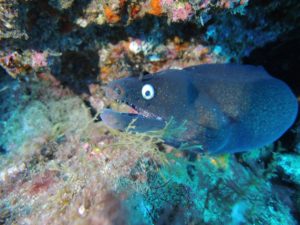 Black Moray Eel