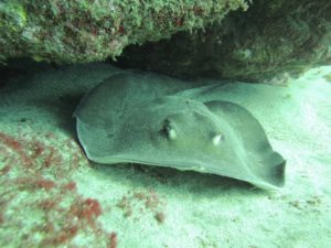 Round Ray Atlantic Ocean