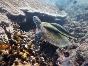 Green Sea Turtle