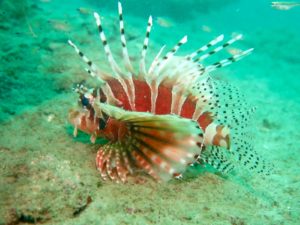 Lion Fish