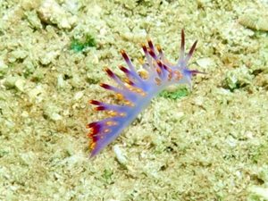 Nudibranch