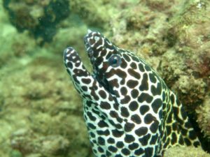 Tiger Moray Eel
