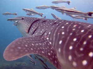 Whaleshark