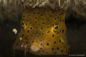 yellow boxfish