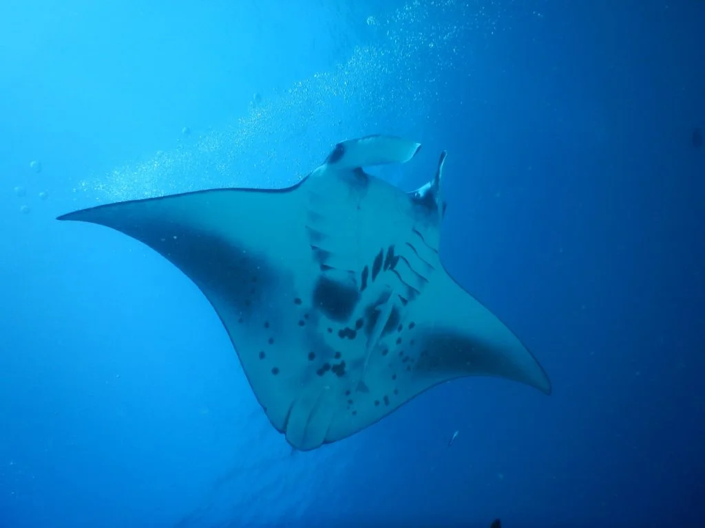 Manta Ray during scuba dive travel in the Maldives