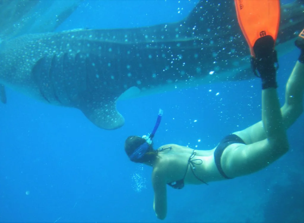 During my solo female dive travel trip to the Philippines I snorkeled with the whale shark.