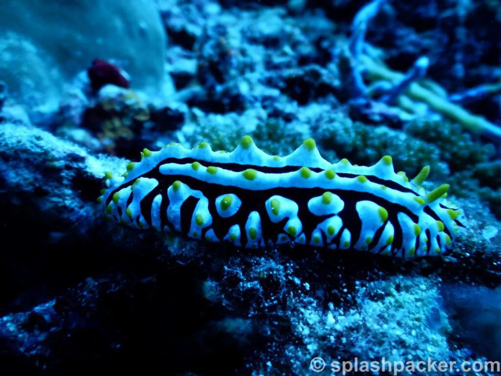 Nudibranch duikfoto met de Nikon Coolpix as duikcamera met de flits uitgeschakeld