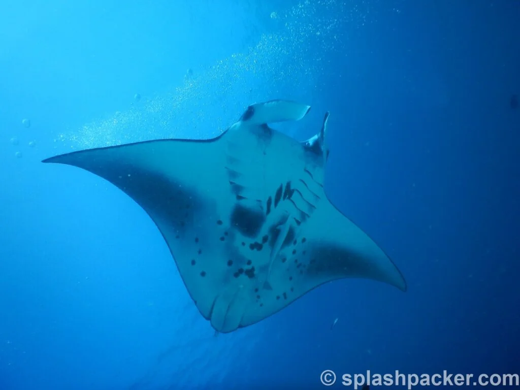 Manta bij rasdhoo atol op de Malediven