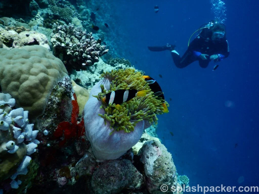 Beeldkwaliteit van de onderwaterfotografie met de Nikon duikcamera
