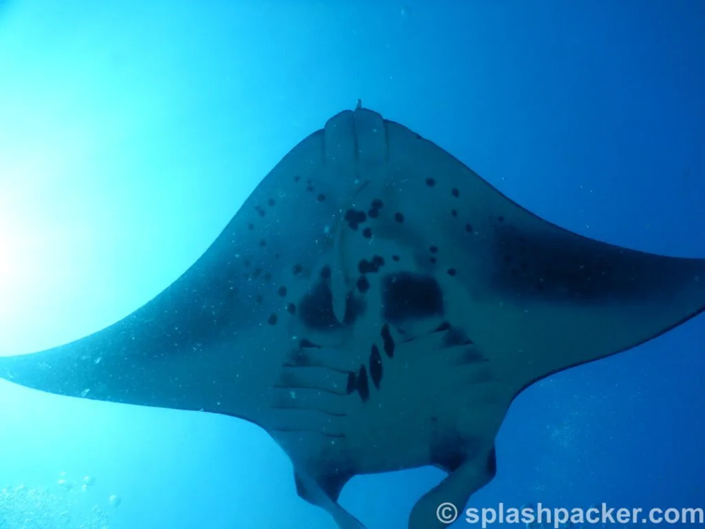 Manta at Manta Point in Rasdhoo Atoll, Maldives