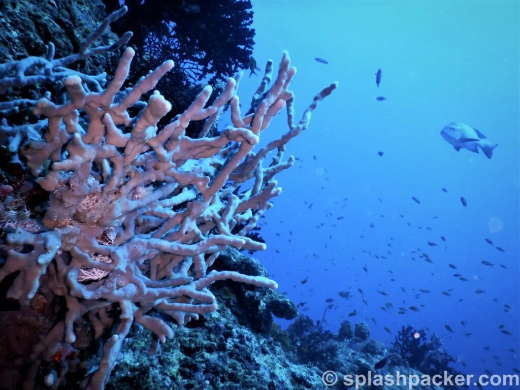 Madivaru Corner dive site at Rasdhoo Atoll in the Maldives
