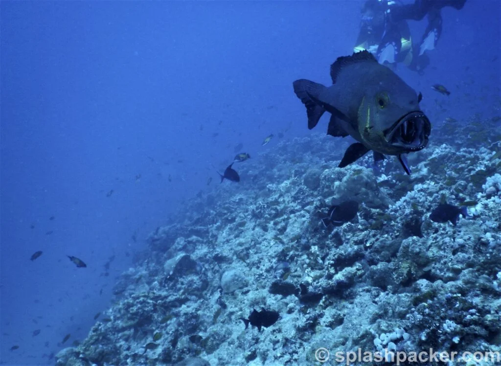 Everything is possible scuba diving Madivaru Corner