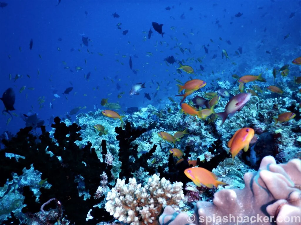 Scuba diving Madivaru Corner offers more fish life than only shark