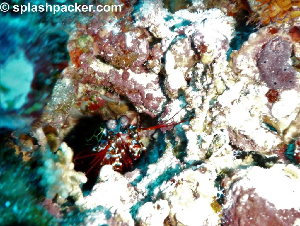 Mantis Shrimp at Madivaru Corner dive site in the Maldives
