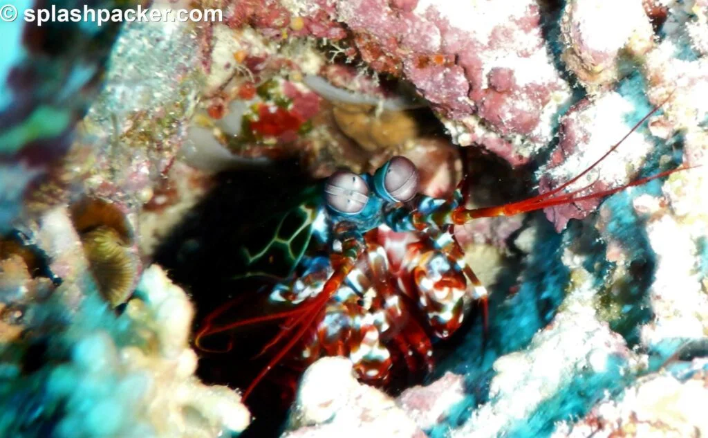 The mantis shrimp during scuba diving in the Maldives (Odontodactylus scyllarus)