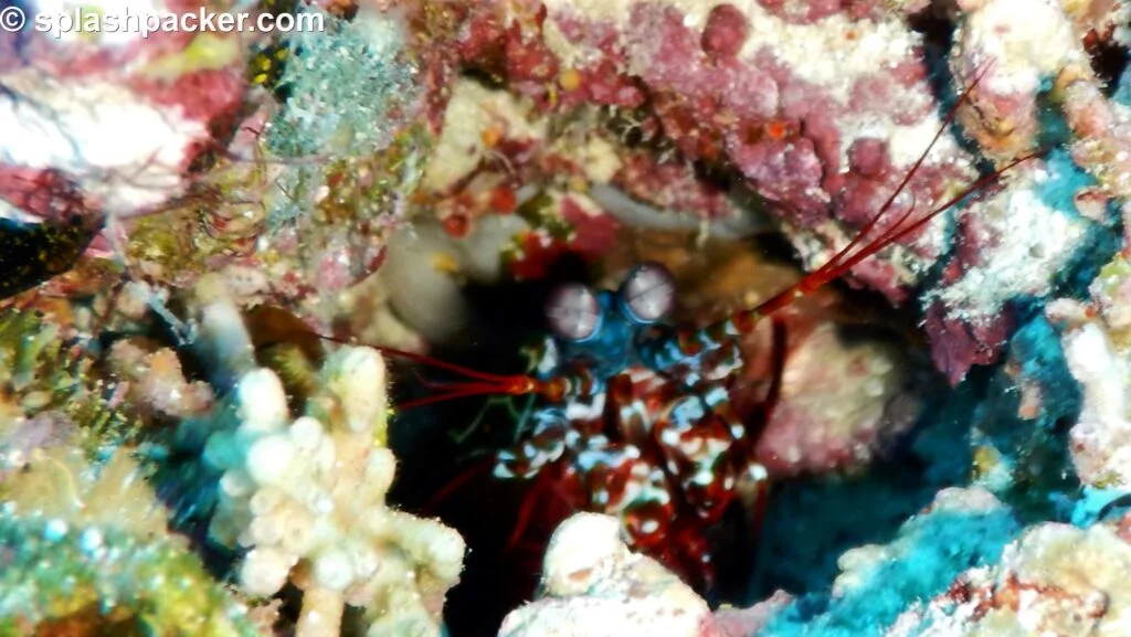 the mantis shrimp, photo taken with Nikon Coolpix camera