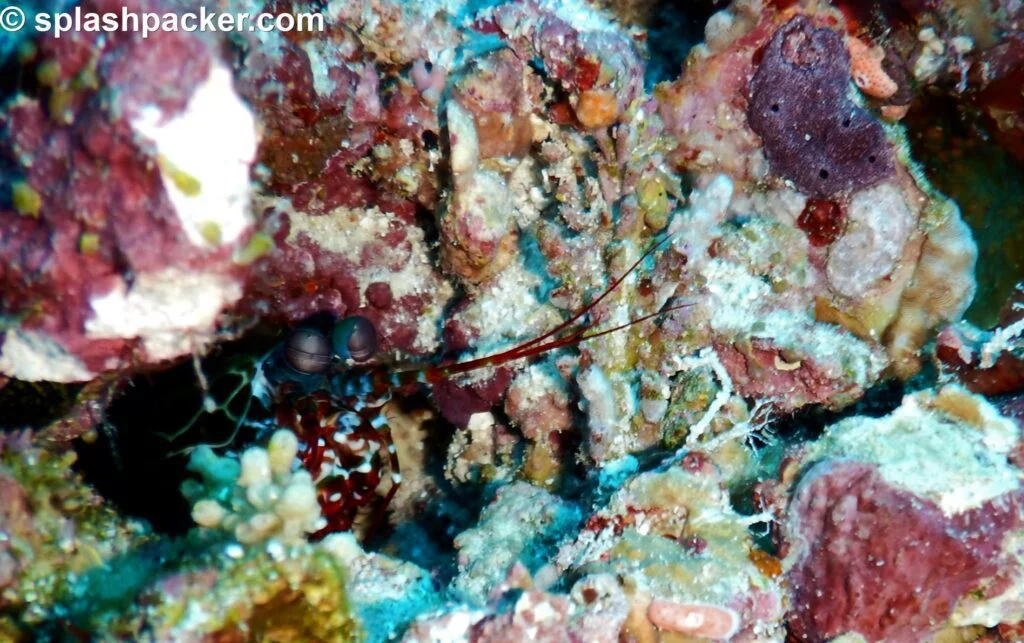 The mantis shrimp living at Madivaru Corner close to Veligandu Island, Rasdhoo Atoll