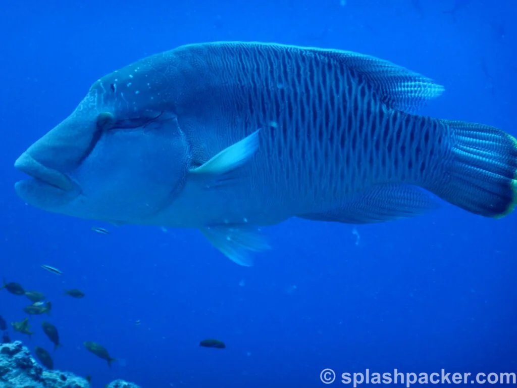 Napoleon Fish or Humphead Wrasse