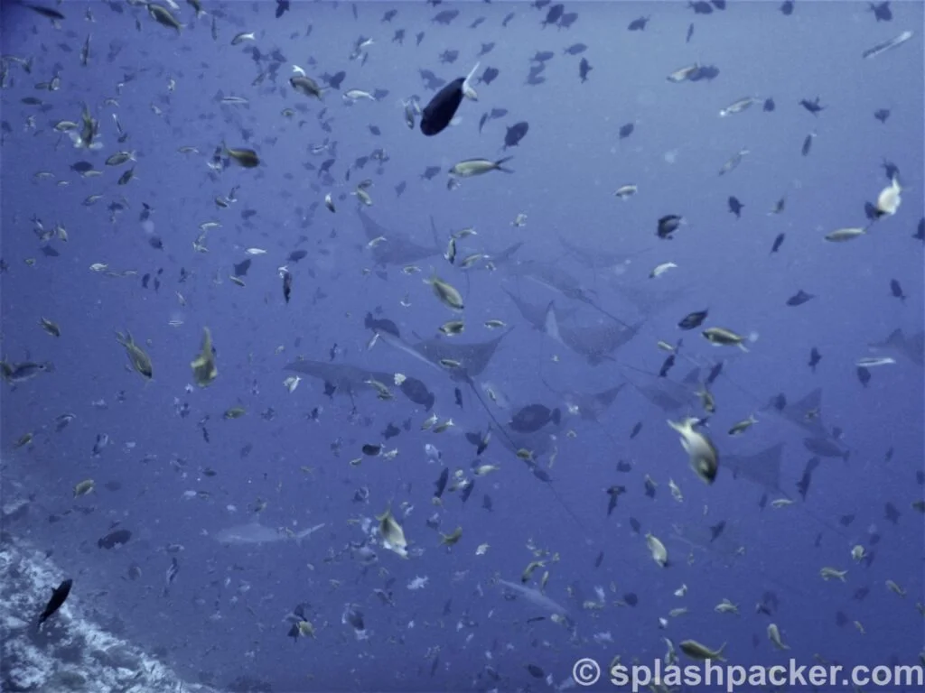 Diving with eagle rays & sharks at Madivaru in the Maldives