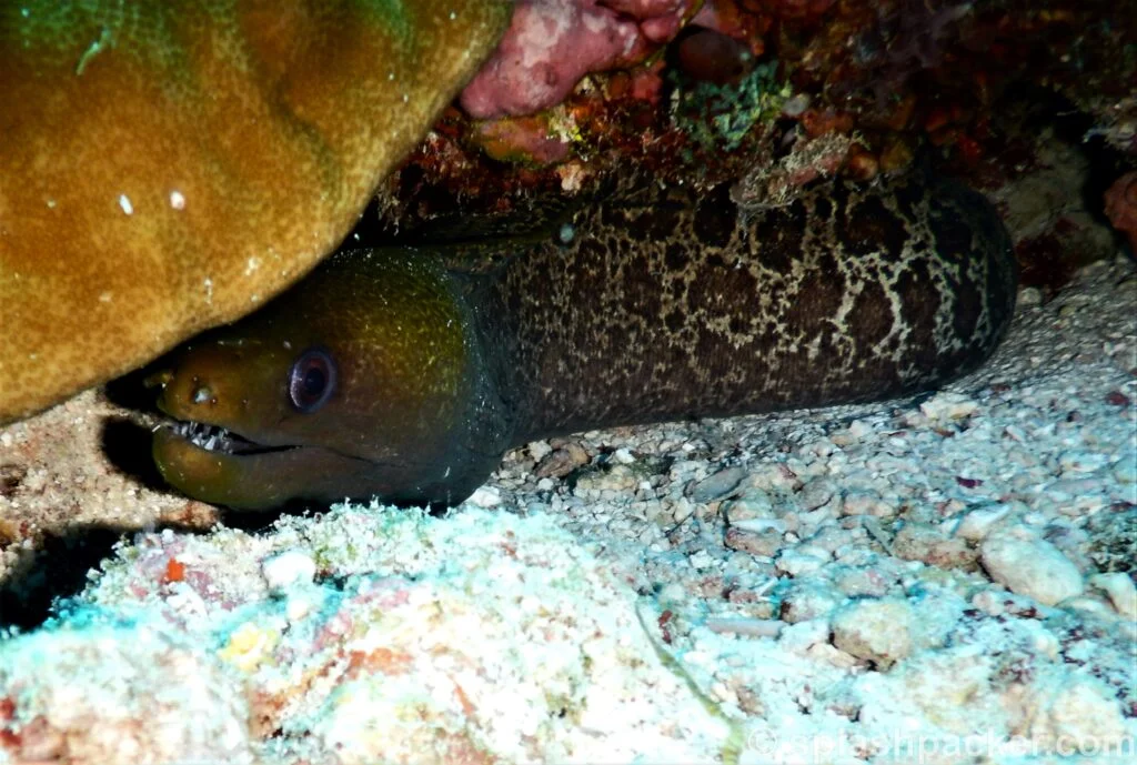 Moray Eel at Madivaru Corner dive site