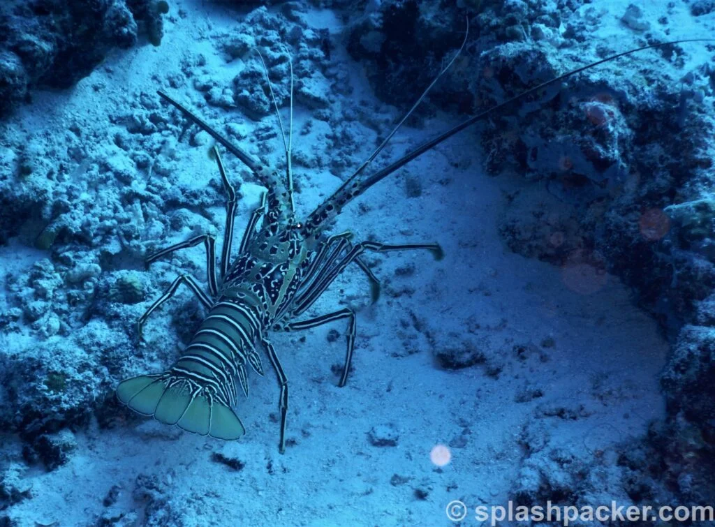 Lobster scuba diving Madivaru Corner