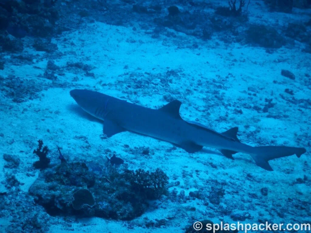 Reef Shark laying in the sand on the Maldives