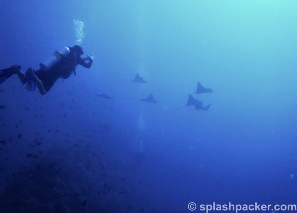 Eagle rays at Madivaru Corner