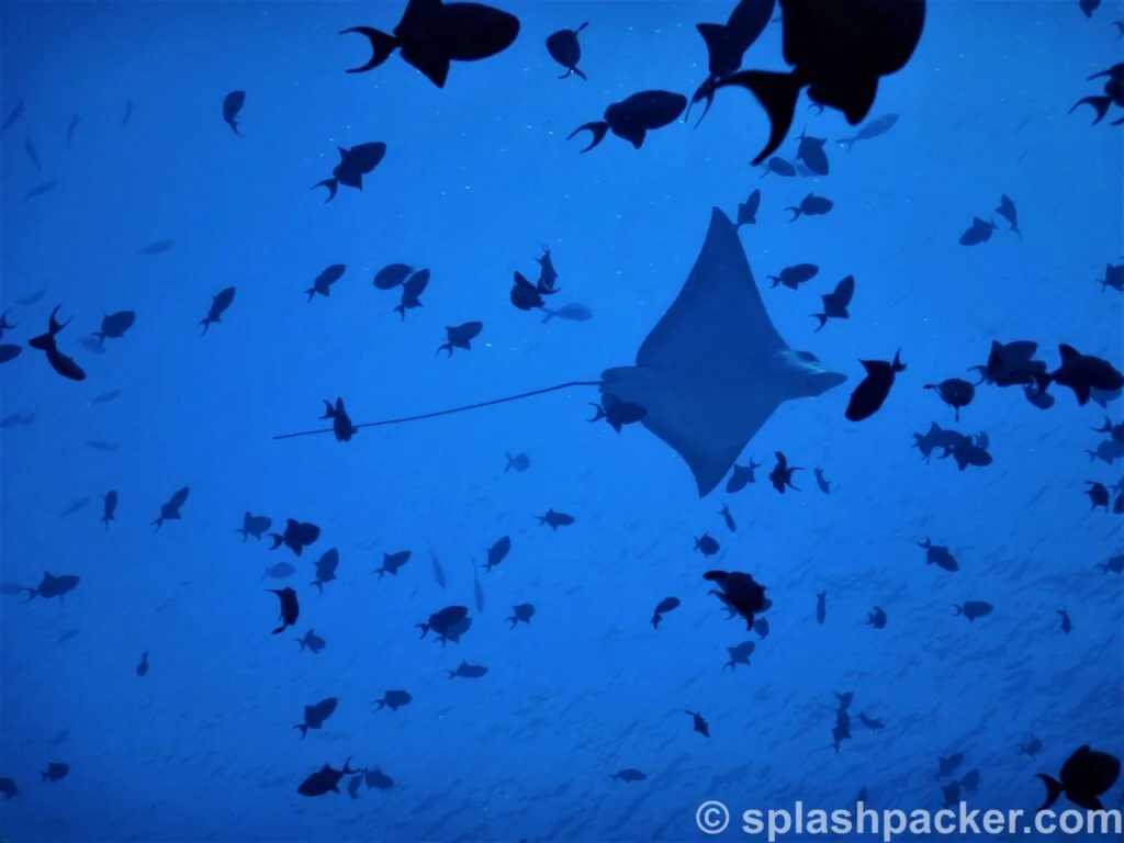 eagle ray scuba diving the Maldives