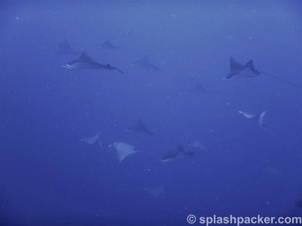 eagly rays & devil rays scuba diving Rasdhoo Atoll