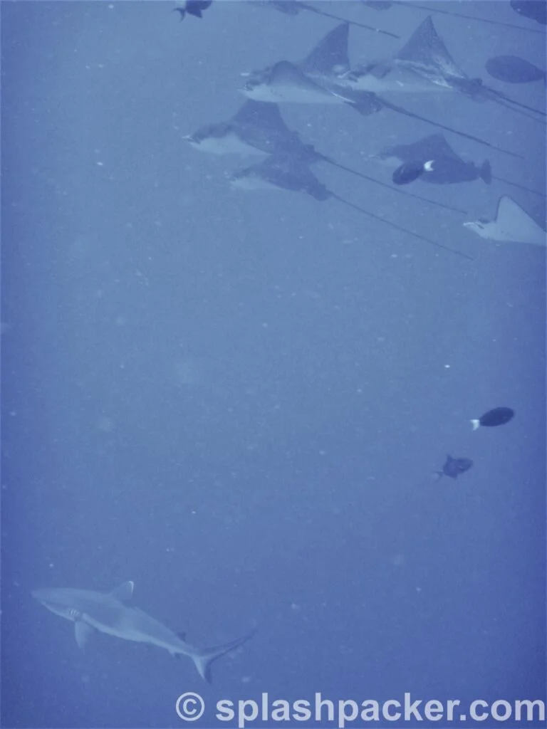 Eagle Rays & Sharks on the Maldives