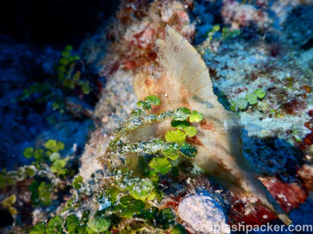 The leaffish at Madivaru Corner in the Maldives (Taenianotus Triacanthus)