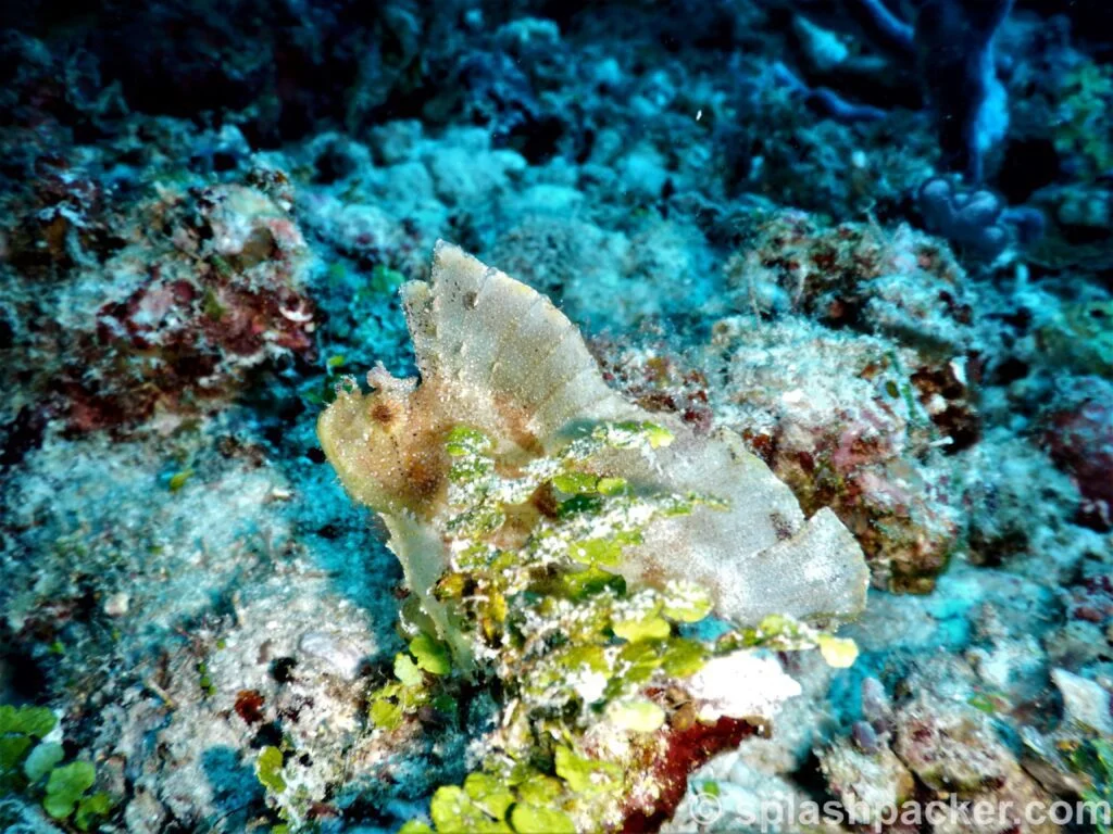scorpion leaffish or paperfish (Taenianotus triacanthus)