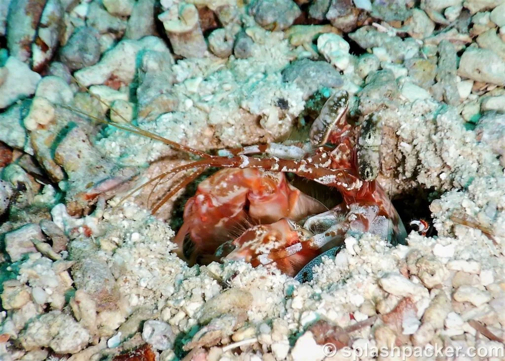 Onderwaterfoto van een krab tijdens het duiken