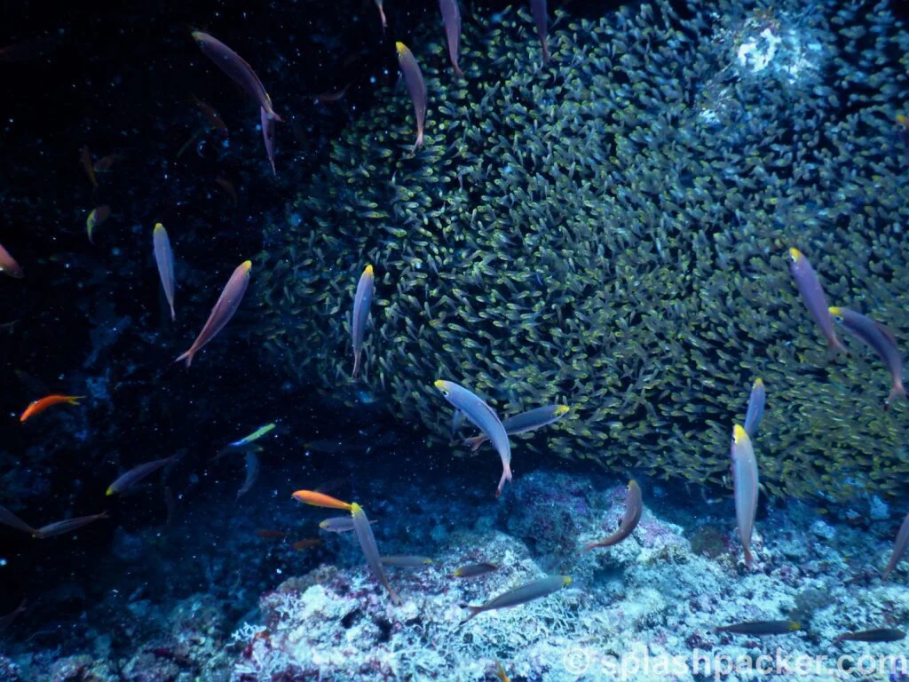 Duikstek caves bij veligandu eiland op de Malediven