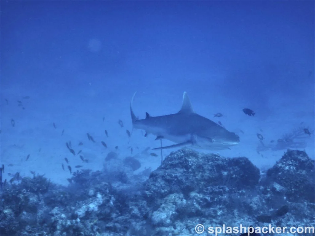 A grey reef shark whilst diving Madivaru Corner at Rasdhoo Atoll