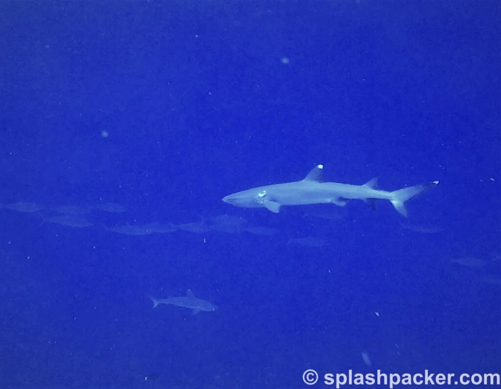 Sharks at Madivaru Corner diving site in the Maldives