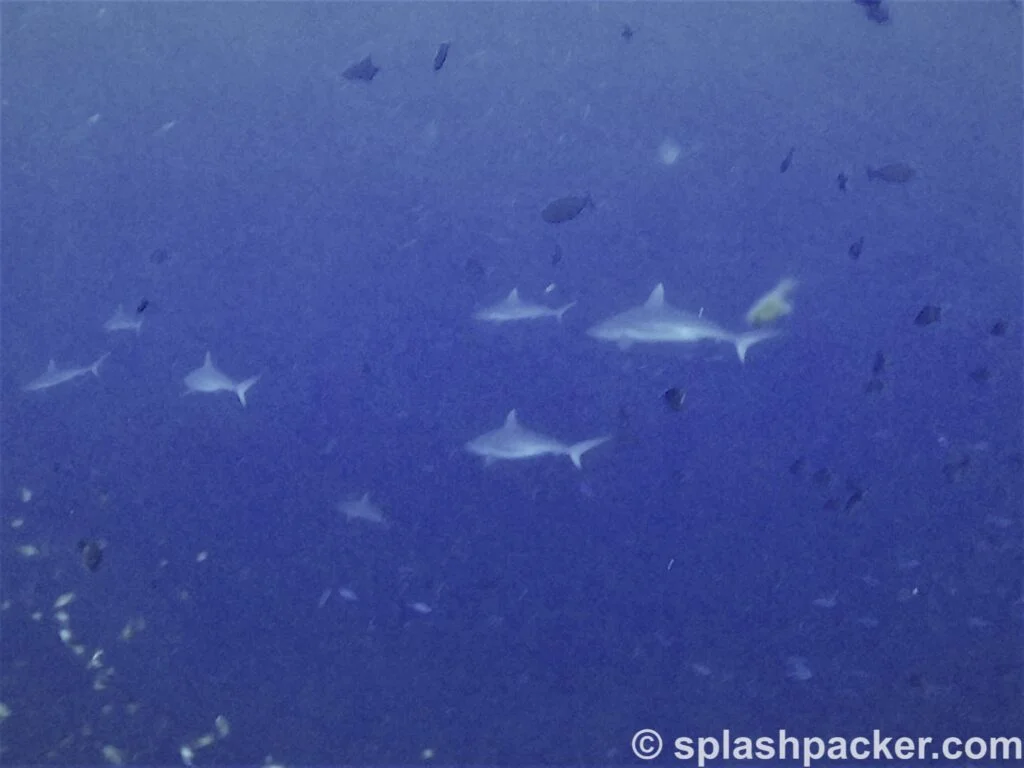 Many sharks whilst scuba diving Veligandu Island Resort in the Maldives