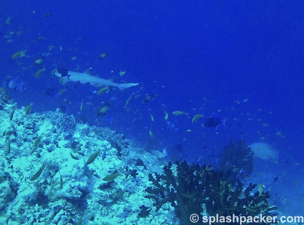 one of the reef sharks at Madivaru Corner diving site in the Maldives