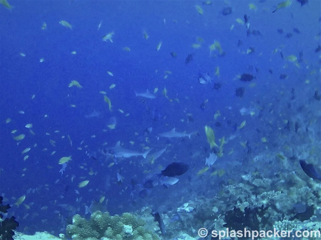 Diving with the sharks of the Maldives at Madivaru