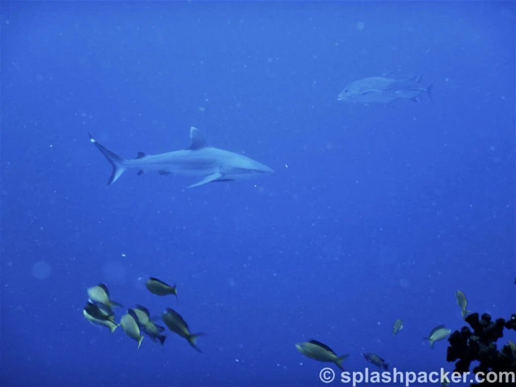 Shark at Madivaru Corner dive site in the Maldives