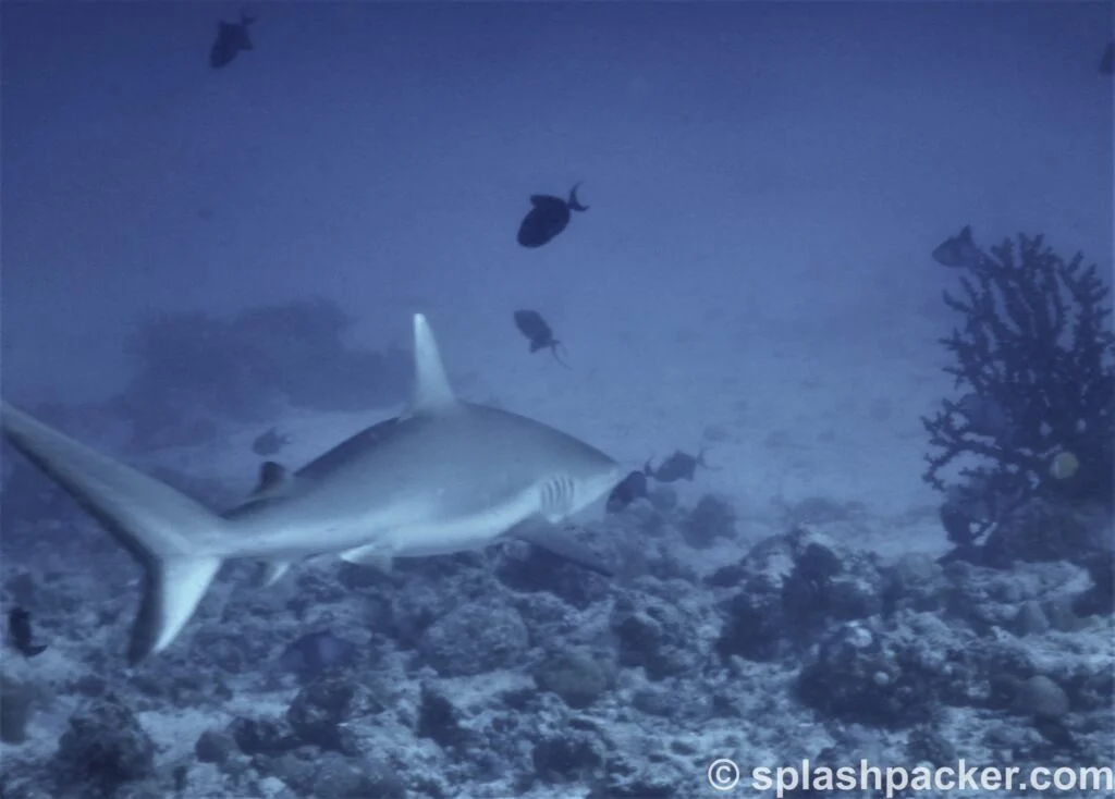 shark scuba diving the Maldives