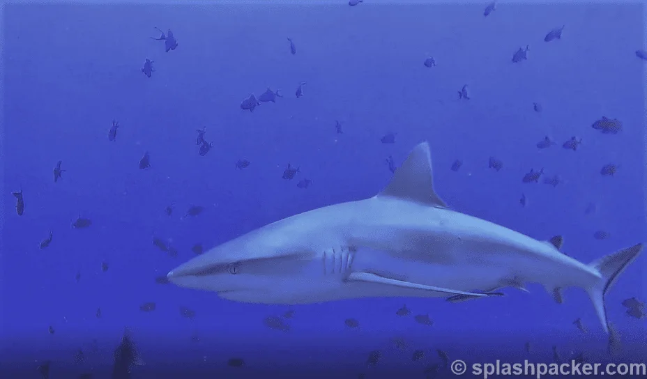scuba diving pic of a sharks at Madivaru Corner dive site on the Maldives