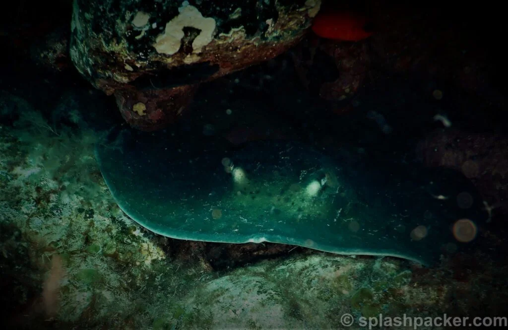 Stingray whilst scuba diving Arguineguin Reef on Gran Canaria