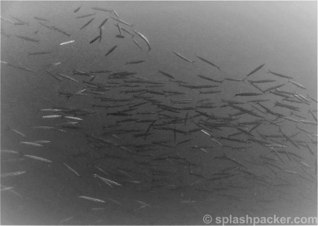 Barracadu's at the little sailboat wreck dive site in Gran Canaria