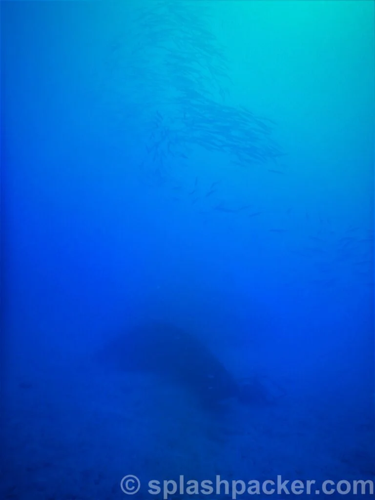 Barracudas and little sailboat wreck in the Atlantic Ocean