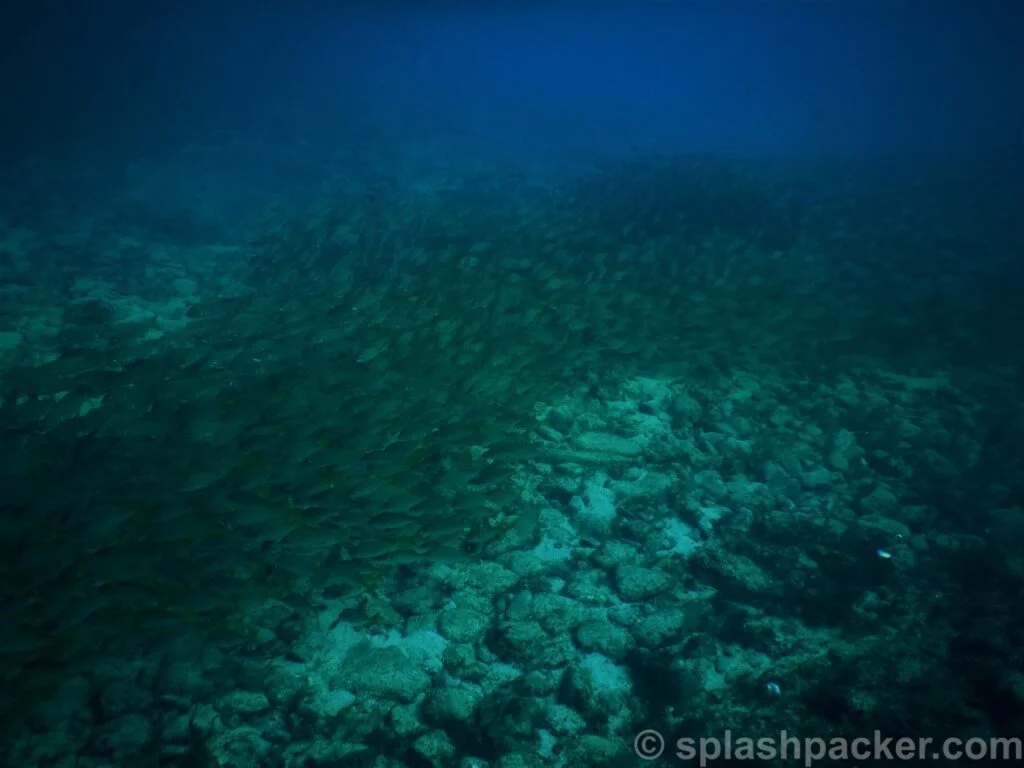 Big schools of fish are to be found in the waters of the Canary Islands
