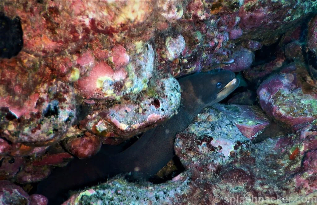 Moray Eel at Arguineguín reef dive site in Gran Canaria