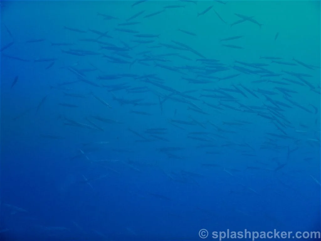 Big school of barracuda's during scuba diving in Gran Canaria